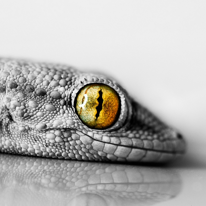 Gecko Auge Gecko Auge